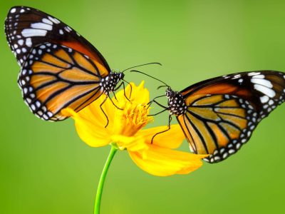 Closeup Butterflys on Flower (Common tiger butterfly)
